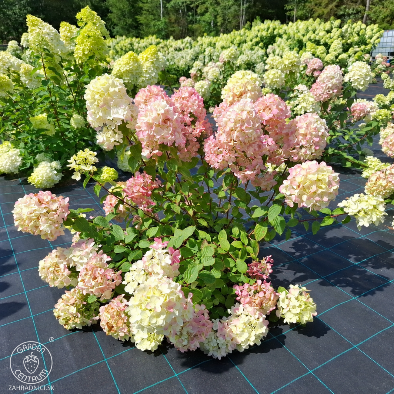 Obrázok Hortenzia metlinatá (Hydrangea paniculata) ´DIAMANTINO´® – výška 30-60 cm, kont. C2L